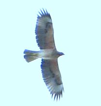 aquila minore
